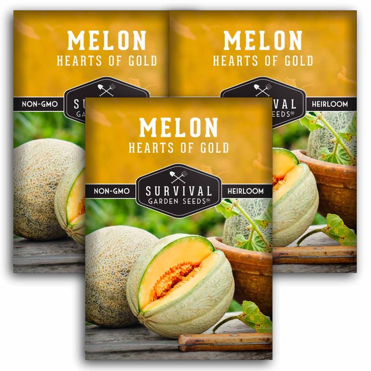 Biji Melon - Tanaman