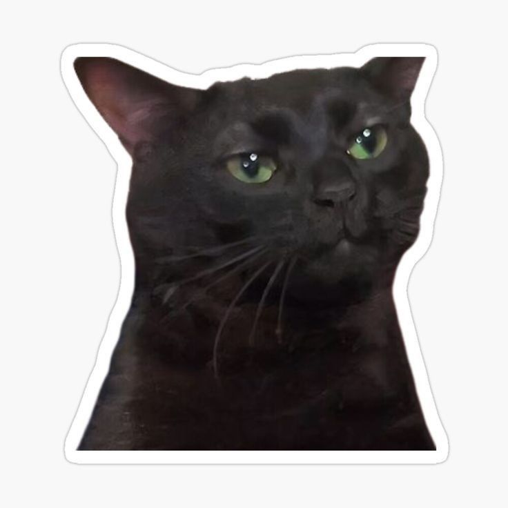 Stiker Cat Smiling Cute Meme